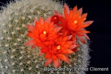 30741 cpif Peiffer Clement