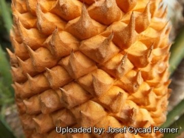 25231 josef Josef Cycad Perner
