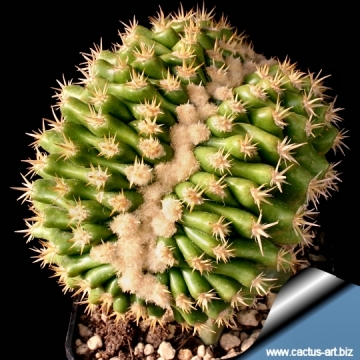 Echinocactus grusonii var. subinermis f. cristata