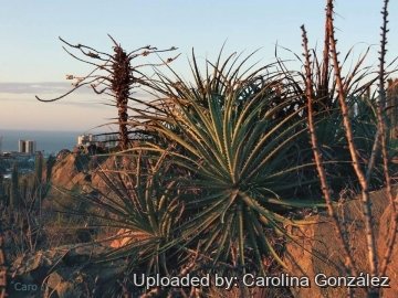 Puya chilensis