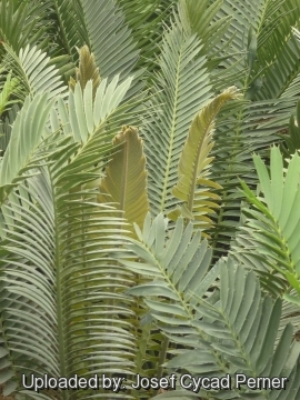 Encephalartos sclavoi