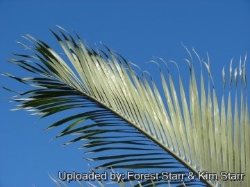 Dypsis decaryi