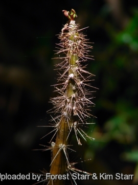 Pereskia grandifolia