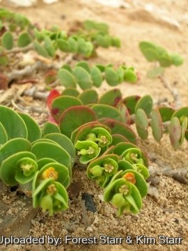 Euphorbia degeneri