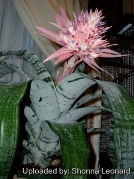 29382 shonnalee Shonna Leonard