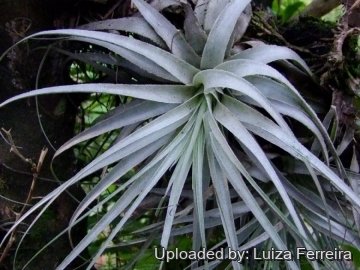 23091 luiza Luiza Ferreira