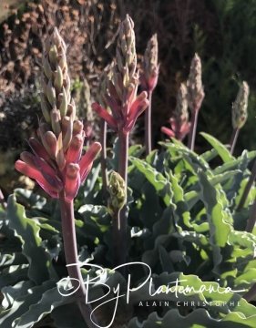 29991 plantemania © Plantemania