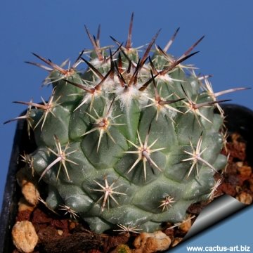 14662 cactus-art Cactus Art