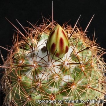 8313 valentino Valentino Vallicelli