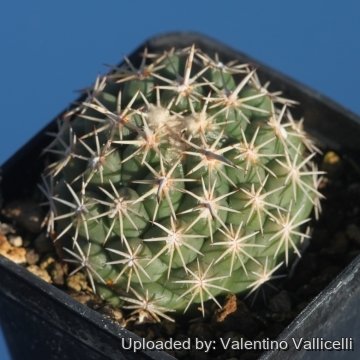 18142 valentino Valentino Vallicelli