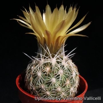 24515 valentino Valentino Vallicelli