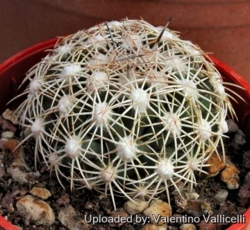 24516 valentino Valentino Vallicelli