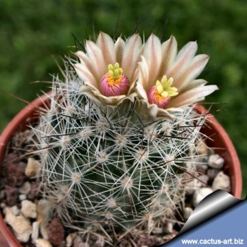 13505 cactus-art Cactus Art