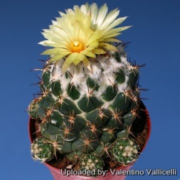 14624 valentino Valentino Vallicelli