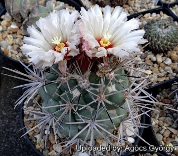 26758 agocs Agócs György