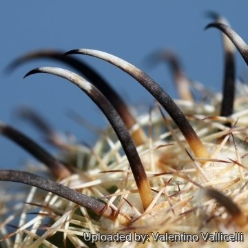 16636 valentino Valentino Vallicelli