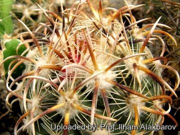 18823 Ilham Prof. Ilham Alakbarov