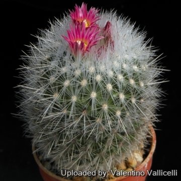 13499 valentino Valentino Vallicelli