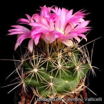 2223 valentino Valentino Vallicelli