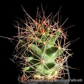 2225 valentino Valentino Vallicelli