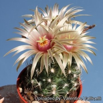 6916 valentino Valentino Vallicelli