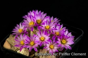 30193 cpif Peiffer Clement