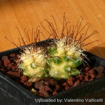 1453 valentino Valentino Vallicelli