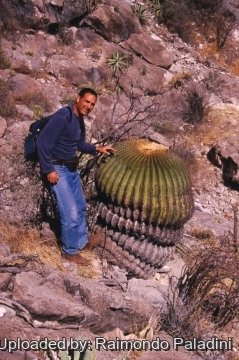 27087 RapCactus Raimondo Paladini