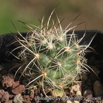 18474 valentino Valentino Vallicelli