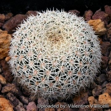 5695 valentino Valentino Vallicelli