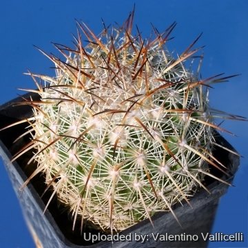 5696 valentino Valentino Vallicelli