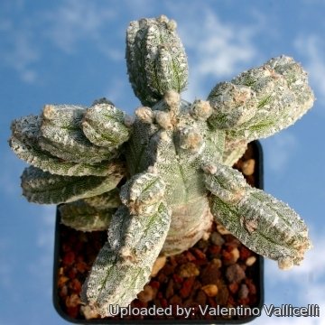 15016 valentino Valentino Vallicelli