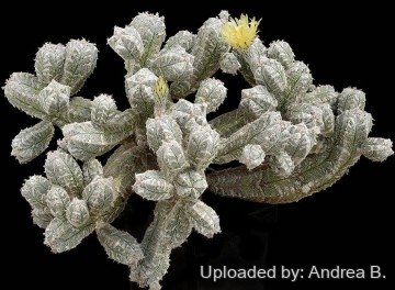 528 andrea Andrea B.