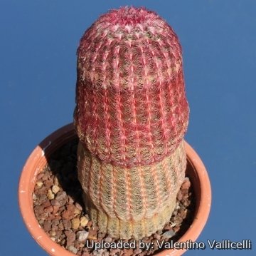 10501 valentino Valentino Vallicelli