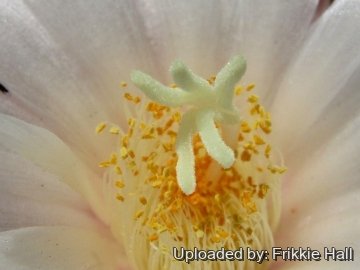 27674 frikkie Frikkie Hall