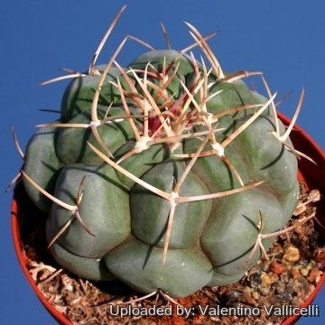 7861 valentino Valentino Vallicelli