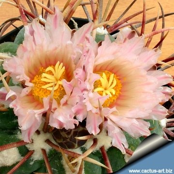 7863 cactus-art Cactus Art