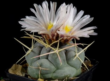 29464 cpif Peiffer Clement