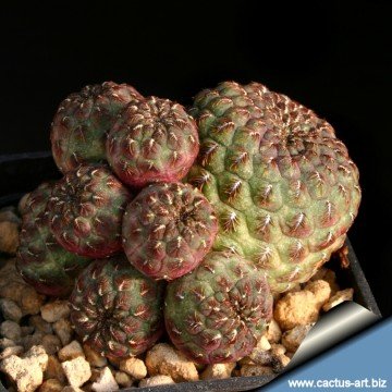 884 cactus-art Cactus Art