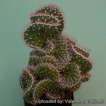 1114 valentino Valentino Vallicelli