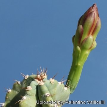 14934 valentino Valentino Vallicelli