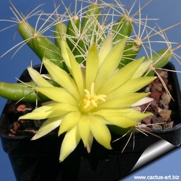 1566 cactus-art Cactus Art
