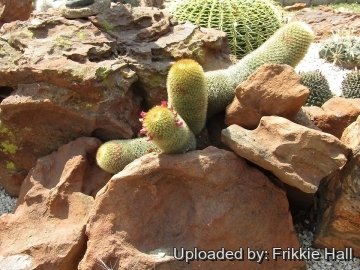 27606 frikkie Frikkie Hall