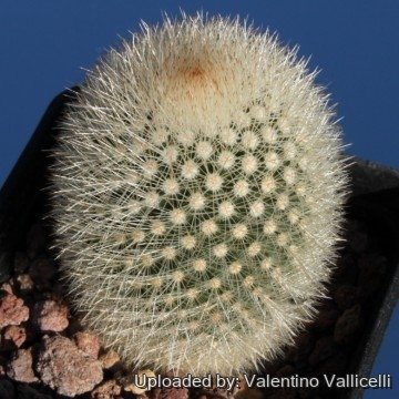 1779 valentino Valentino Vallicelli