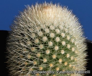 1780 valentino Valentino Vallicelli