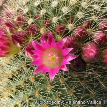 6174 valentino Valentino Vallicelli