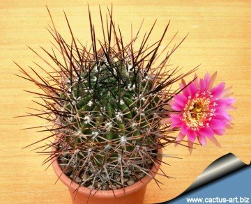 1783 cactus-art Cactus Art