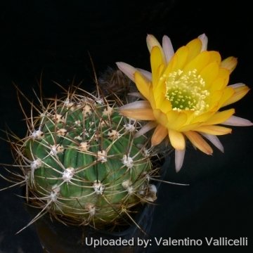 7991 valentino Valentino Vallicelli