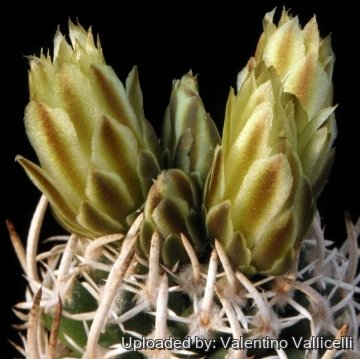 10175 valentino Valentino Vallicelli