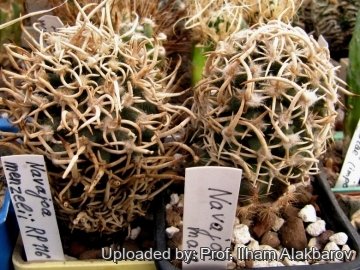 26125 Ilham Prof. Ilham Alakbarov